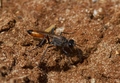 Unknown11a - Cape Verde