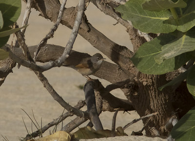 GlasgonsngareSpectacled Warbler(Sylvia conspicillata)