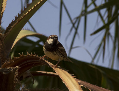 Spansk sparvSpanish Sparrow(Passer hispaniolensis)