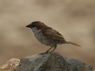 Kap VerdesparvIago Sparrow(Passer iagoensis)