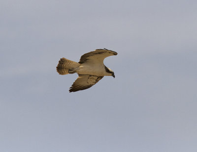 FiskgjuseOsprey(Pandion haliaetus)