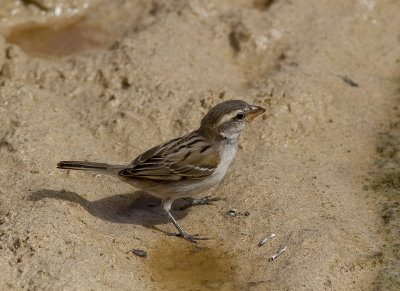 Kap VerdesparvIago Sparrow(Passer iagoensis)