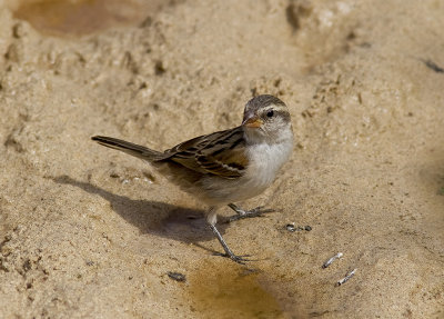 Kap VerdesparvIago Sparrow(Passer iagoensis)