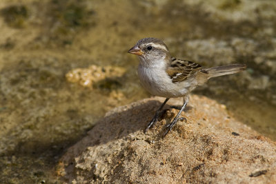 Kap VerdesparvIago Sparrow(Passer iagoensis)