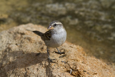 Kap VerdesparvIago Sparrow(Passer iagoensis)