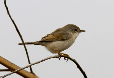 GlasgonsngareSpectacled Warbler(Sylvia conspicillata)