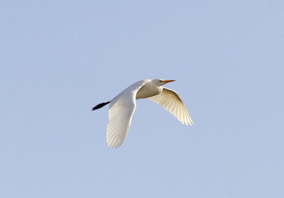 KohgerWestern Cattle Egret(Bubulcus ibis)