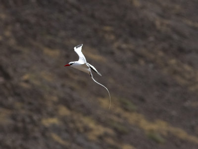 Rödnäbbad tropikfågelRed-billed Tropicbird(Phaethon aethereus)