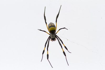 BandsilkesspindelBanded-legged golden orb-web spider(Nephila senegalensis)