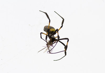 BandsilkesspindelBanded-legged golden orb-web spider(Nephila senegalensis)