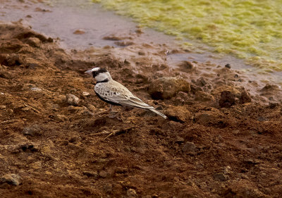 Svartkronad finklrkaBlack-crowned Sparrow-Lark(Eremopterix nigriceps)