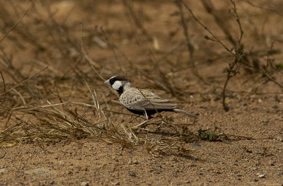 Svartkronad finklrkaBlack-crowned Sparrow-Lark(Eremopterix nigriceps)