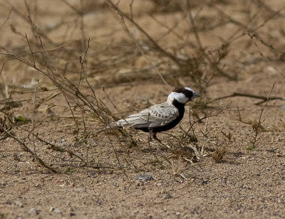 Svartkronad finklrkaBlack-crowned Sparrow-Lark(Eremopterix nigriceps)