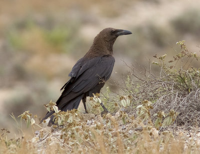 kenkorpBrown-necked Raven(Corvus ruficollis)