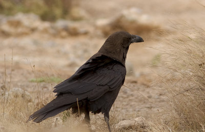 kenkorpBrown-necked Raven(Corvus ruficollis)