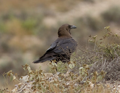 kenkorpBrown-necked Raven(Corvus ruficollis)