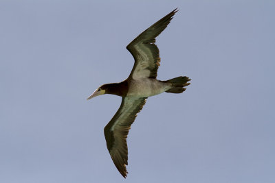 BrunsulaBrown Booby(Sula leucogaster)