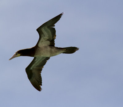 BrunsulaBrown Booby(Sula leucogaster)