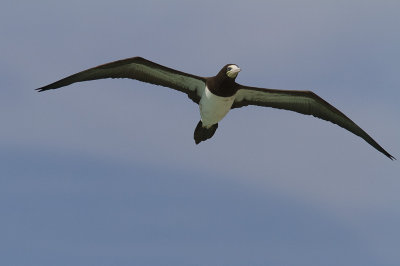 BrunsulaBrown Booby(Sula leucogaster)