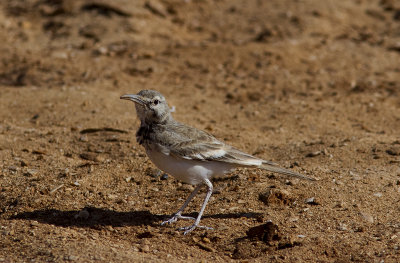 HrfgellrkaGreater Hoopoe-Lark(Alaemon alaudipes)