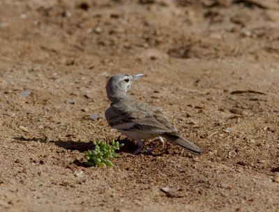 HrfgellrkaGreater Hoopoe-Lark(Alaemon alaudipes)