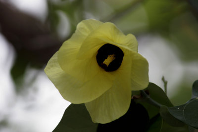 StrandhibiskusCottonwoodHibiscus tiliaceus