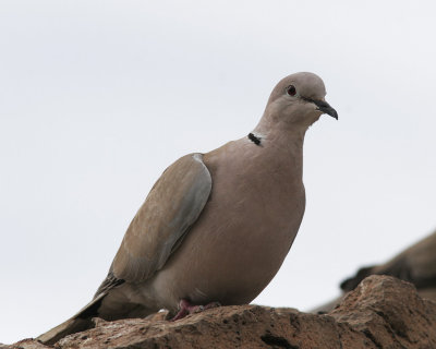 TurkduvaEurasian Collared-Dove(Streptopelia decaocto)