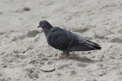 TamduvaRock Pigeon(Columba livia)