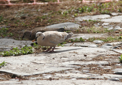Skrattduva (rasen risoria)African Collared-Dove (risoria)(Streptopelia roseogrisea risoria)