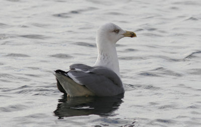 Medelhavstrut Yellow-legged Gull(Larus michahellis)