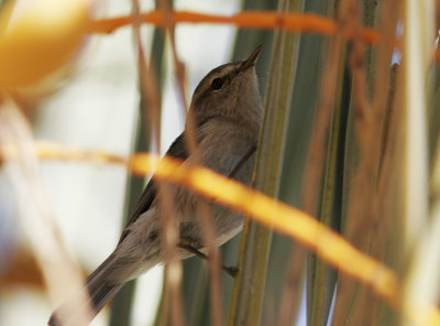 KanariegransngareCanary Islands Chiffchaff(Phylloscopus canariensis)