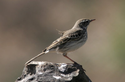 KanariepiplrkaBerthelot's Pipit(Anthus berthelotii)