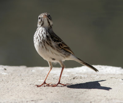 KanariepiplrkaBerthelot's Pipit(Anthus berthelotii)