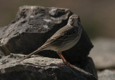 KanariepiplrkaBerthelot's Pipit(Anthus berthelotii)