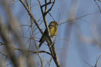 KanarifgelIsland Canary(Serinus canaria)