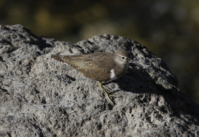 DrillsnppaCommon Sandpiper(Actitis hypoleucos)