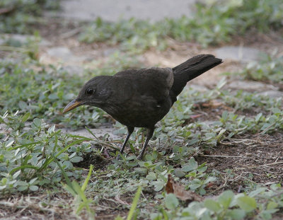 Koltrast (rasen cabrerae)Eurasian Blackbird (cabrerae)(Turdus merula cabrerae)