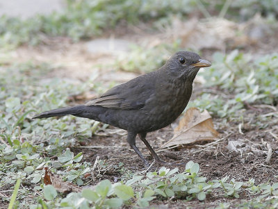 Koltrast (rasen cabrerae)Eurasian Blackbird (cabrerae)(Turdus merula cabrerae)