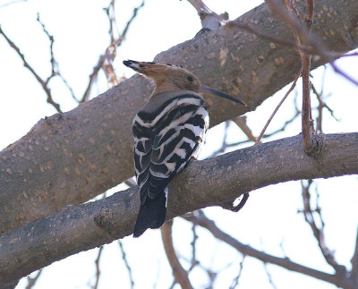 HrfgelEurasian Hoopoe(Upupa epops)