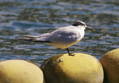 Kentsk trnaSandwich Tern(Thalasseus sandvicensis)