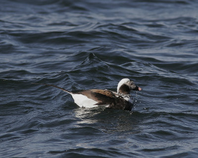 AlfgelLong-tailed Duck(Clangula hyemalis)