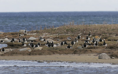 Vitkindad gsBarnacle Goose(Branta leucopsis)