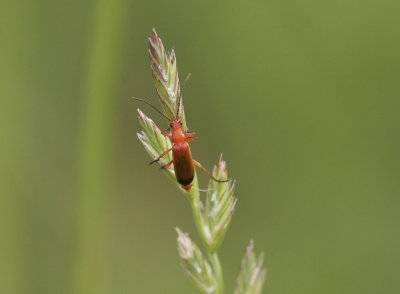 Liten flugbaggeCommon red soldier beetle(Rhagonycha fulva)