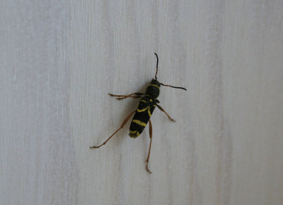 LvgetingbockWasp beetle(Clytus arietis)