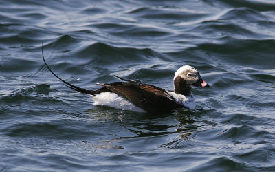 AlfgelLong-tailed Duck(Clangula hyemalis)