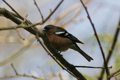 BofinkChaffinch(Fringilla coelebs)