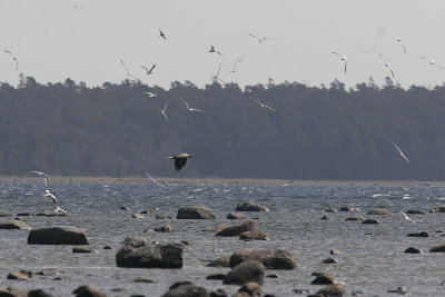 HavsrnWhite-tailed Eagle(Haliaeetus albicilla)