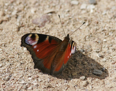 PfgelgaPeacock butterfly(Aglais io)