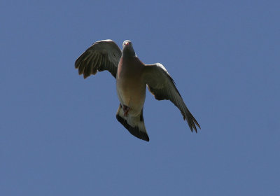 RingduvaCommon Wood-Pigeon(Columba palumbus)