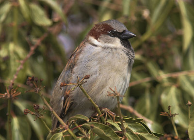 Grsparv<br/>House Sparrow<br/>(Passer domesticus)